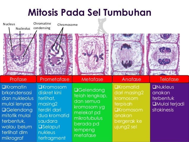 siklus sel cell cycle siklus sel cell cycle