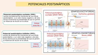 POTENCIALES POSTSINÁPTICOS
Entran
iones Na +
Entran
iones Cl-
 