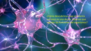 ¿Cómo descubrimos que el sistema
nervioso es uno de los sistemas que
regulan las funciones del organismos?
 