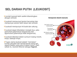 SEL DARAH PUTIH (LEUKOSIT)
Jumlah leukosit lebih sedikit dibandingkan
dengan eritrosit.
Leukosit mempunyai bentuk bervariasi dan
mempunyai ukuran lebih besar dari eritrosit.
Leukosit mempunyai inti bulat dan cekung.
Leukosit dapat dibedakan menjadi dua, yaitu
granulosit (plasmanya bergranula) dan
agranulosit (plasmanya tidak bergranula).
Leukosit dibentuk dalam sumsum tulang merah,
limpa, kelenjar limpa.
Tugas utama leukosit adalah ”memakan”
kuman penyakit dan benda-benda asing lain,
seperti bakteri yang ada di dalam tubuh. Oleh
sebab itu, leukosit dikenal sebagai fagosit.
 
