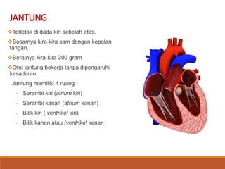 JANTUNG
Terletak di dada kiri sebelah atas.
Besarnya kira-kira sam dengan kepalan
tangan.
Beratnya kira-kira 300 gram
Otot jantung bekerja tanpa dipengaruhi
kesadaran.
Jantung memiliki 4 ruang :
- Serambi kiri (atrium kiri)
- Serambi kanan (atrium kanan)
- Bilik kiri ( ventrikel kiri)
- Bilik kanan atau (ventrikel kanan
 
