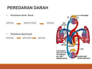 PEREDARAN DARAH
 Peredaran darah Besar
Jantung seluruh tubuh jantung
 Peredaran darah kecil
Jantung paru-paru jantung
 