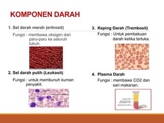 KOMPONEN DARAH
1. Sel darah merah (eritrosit)
Fungsi : membawa oksigen dari
paru-paru ke seluruh
tubuh.
2. Sel darah putih (Leukosit)
Fungsi : untuk membunuh kuman
penyakit.
3. Keping Darah (Trombosit)
Fungsi : Untuk pembekuan
darah ketika terluka.
4. Plasma Darah
Fungsi : membawa CO2 dan
sari makanan.
 