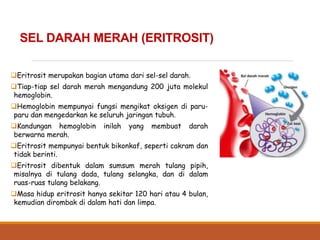 SEL DARAH MERAH (ERITROSIT)
Eritrosit merupakan bagian utama dari sel-sel darah.
Tiap-tiap sel darah merah mengandung 200 juta molekul
hemoglobin.
Hemoglobin mempunyai fungsi mengikat oksigen di paru-
paru dan mengedarkan ke seluruh jaringan tubuh.
Kandungan hemoglobin inilah yang membuat darah
berwarna merah.
Eritrosit mempunyai bentuk bikonkaf, seperti cakram dan
tidak berinti.
Eritrosit dibentuk dalam sumsum merah tulang pipih,
misalnya di tulang dada, tulang selangka, dan di dalam
ruas-ruas tulang belakang.
Masa hidup eritrosit hanya sekitar 120 hari atau 4 bulan,
kemudian dirombak di dalam hati dan limpa.
 