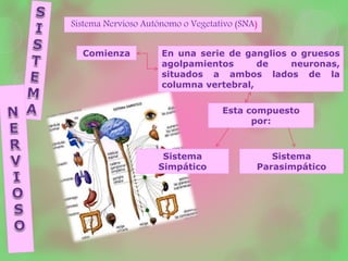 Sistema Nervioso Autónomo o Vegetativo (SNA)
Esta compuesto
por:
Comienza En una serie de ganglios o gruesos
agolpamientos de neuronas,
situados a ambos lados de la
columna vertebral,
Sistema
Simpático
Sistema
Parasimpático
 