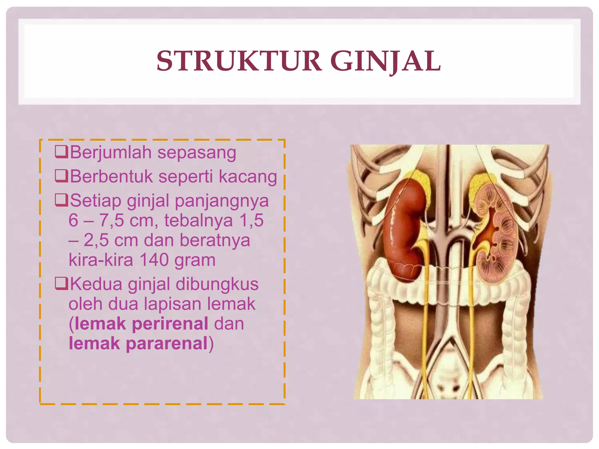 Ppt sistem ekskresi | PPTX