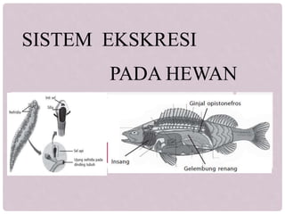 46 Jelaskan Mekanisme Ekskresi Pada Ikan Air Tawar Dan Ikan Air Laut Gratis Terbaik