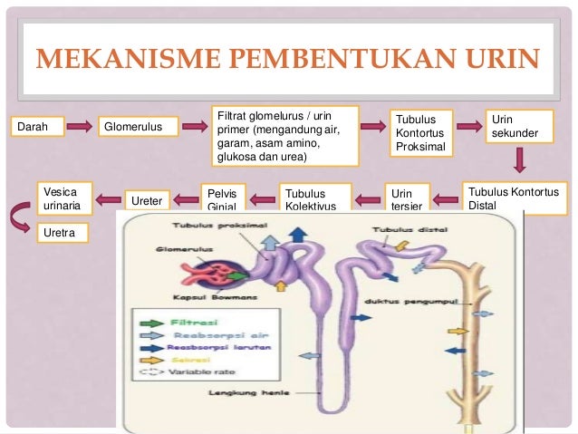 Tempat Pembentukan Urin Primer Dan Proses Terjadi Dalam Pembentukan