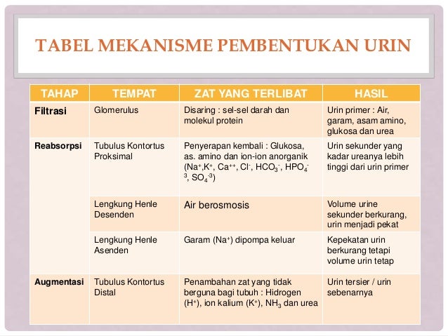  Alat  Ekskresi Dan  Zat Yang Diekskresikan BLENDER KITA