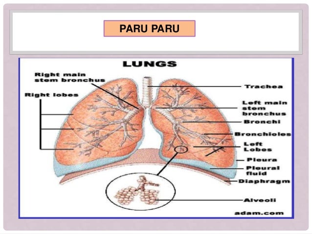 Sistem Ekskresi Paru Paru Pada Manusia Guru