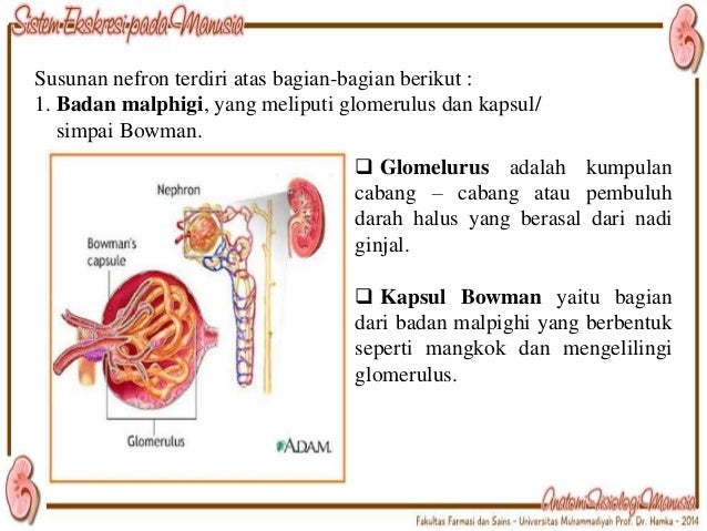 Ginjal Gambar Sistem Ekskresi / Selamat Membaca Fungsi Dan Struktur