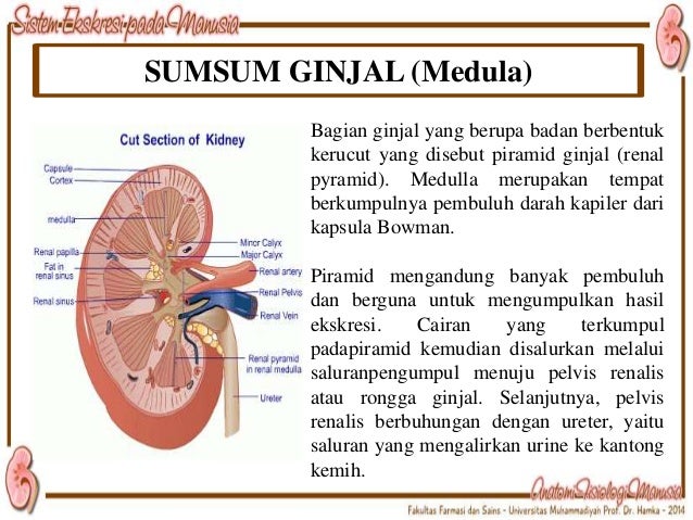 Sistem Ekskresi Ginjal Pada Manusia