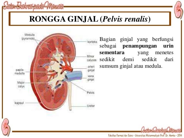 Download 9800 Gambar Ginjal Sebagai Sistem Ekskresi Terbaik 
