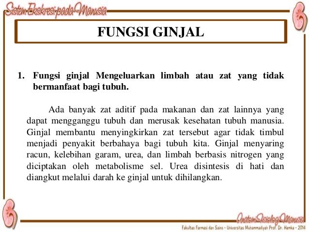 Download 7300 Gambar Ginjal Pada Manusia Beserta Fungsinya Terbaik Gratis