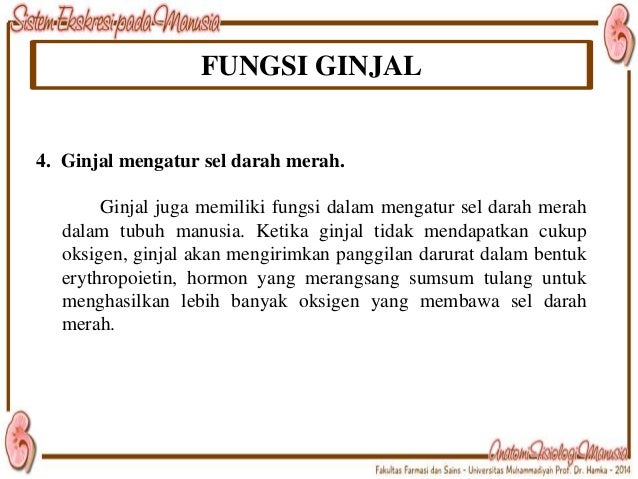 Unduh 6600 Gambar Ginjal Manusia Dan Fungsi Terbaru Gratis HD