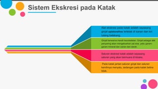 Sistem Ekskresi pada Katak
Alat ekskresi pada katak adalah sepasang
ginjal opistonefros terletak di kanan dan kiri
tulang belakang.
Ginjal berwarna merah kecokelatan. Ginjal sebagai alat
penyaring akan mengeluarkan zat sisa, yaitu garam-
garam mineral dan cairan dari darah.
Saluran ekskresi katak adalah sepasang
saluran yang akan bermuara di kloaka.
Pada katak jantan saluran ginjal dan saluran
kemihnya menyatu, sedangan pada katak betina
tidak.
 