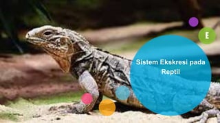 E
Sistem Ekskresi pada
Reptil
 