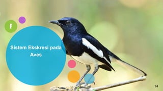 F
Sistem Ekskresi pada
Aves
14
 