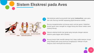 1
2
3
4
Sistem Ekskresi pada Aves
15
Alat ekskresi pada burung terdiri dari ginjal (metanefros), paru-paru,
dan kulit. Burung memiliki sepasang ginjal berwarna cokelat.
Burung mengekskresikan zat berupa asam urat dan garam. Kelebihan
larutan garam akan mengalir ke rongga hidung dan keluar melalui nares
(lubang hidung).
Saluran ekskresi terdiri dari ginjal yang menyatu dengan saluran
kelamin pada bagian akhir (kloaka).
Burung hampir tidak memiliki kelenjar kulit, tetapi meiliki kelenjar minyak
yang tedapat pada ujung tubuhnya (tunggingnya). Kelenjar minyak
berguna untuk meminyaki bulu-bulunya.
 