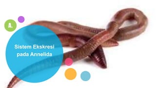 A.
Sistem Ekskresi
pada Annelida
 