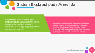 Sistem Ekskresi pada Annelida
Sistem Ekskresi pada Hewan 3
Alat ekskresi pada Annelida yaitu
metanefridium. Setiap segmen tubuh
cacing tanah memiliki sepasang
nefridium, kecuali tiga segmen pertama
dan segmen terakhir.
Metanefridium terdiri atas nefrostom (berbentuk
corong bersilia di bagian anterior), nefridium
(saluran yang berliku-liku), kandung kemih
(salurang yang menggelembung), dan nefridiofor
(lubang muara akhir di permukaan tubuh).
 