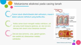 Mekanisme ekskresi pada cacing tanah
Sistem Ekskresi pada Hewan 4
Cairan tubuh ditarik/disedot oleh nefrostom, masuk ke
dalam saluran nefridium yang berliku-liku.
Ketika cairan tubuh mengalir melalui nefridium, zat
zat yang masih berguna (glukosa, air, dan ion-ion)
diserap oleh darah untuk diedarkan kembali.
Zat-zat sisa (amonia, urea, garam-garam,
dan sedikit air) dikeluarkan melalui
nefridiofor.
 