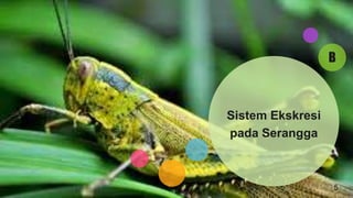 B
Sistem Ekskresi
pada Serangga
5
 