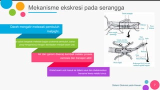 Mekanisme ekskresi pada serangga
Sistem Ekskresi pada Hewan 7
Darah mengalir melewati pembuluh
malpighi.
Saat cairan bergerak melewati bagian proksimal pembuluh, bahan
yang mengandung nitrogen diendapkan menjadi asam urat.
Air dan garam diserap kembali melalui proses
osmosis dan transpor aktif.
Kristal asam urat masuk ke dalam usus dan diekskresikan
bersama feses melalui anus.
 