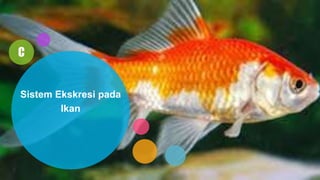 C
Sistem Ekskresi pada
Ikan
 