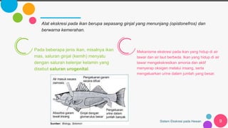 Sistem Ekskresi pada Hewan 9
Alat ekskresi pada ikan berupa sepasang ginjal yang menunjang (opistonefros) dan
berwarna kemerahan.
Pada beberapa jenis ikan, misalnya ikan
mas, saluran ginjal (kemih) menyatu
dengan saluran kelenjar kelamin yang
disebut saluran urogenital.
Mekanisme ekskresi pada ikan yang hidup di air
tawar dan air laut berbeda. Ikan yang hidup di air
tawar mengekskresikan amonia dan aktif
menyerap oksigen melalui insang, serta
mengeluarkan urine dalam jumlah yang besar.
 