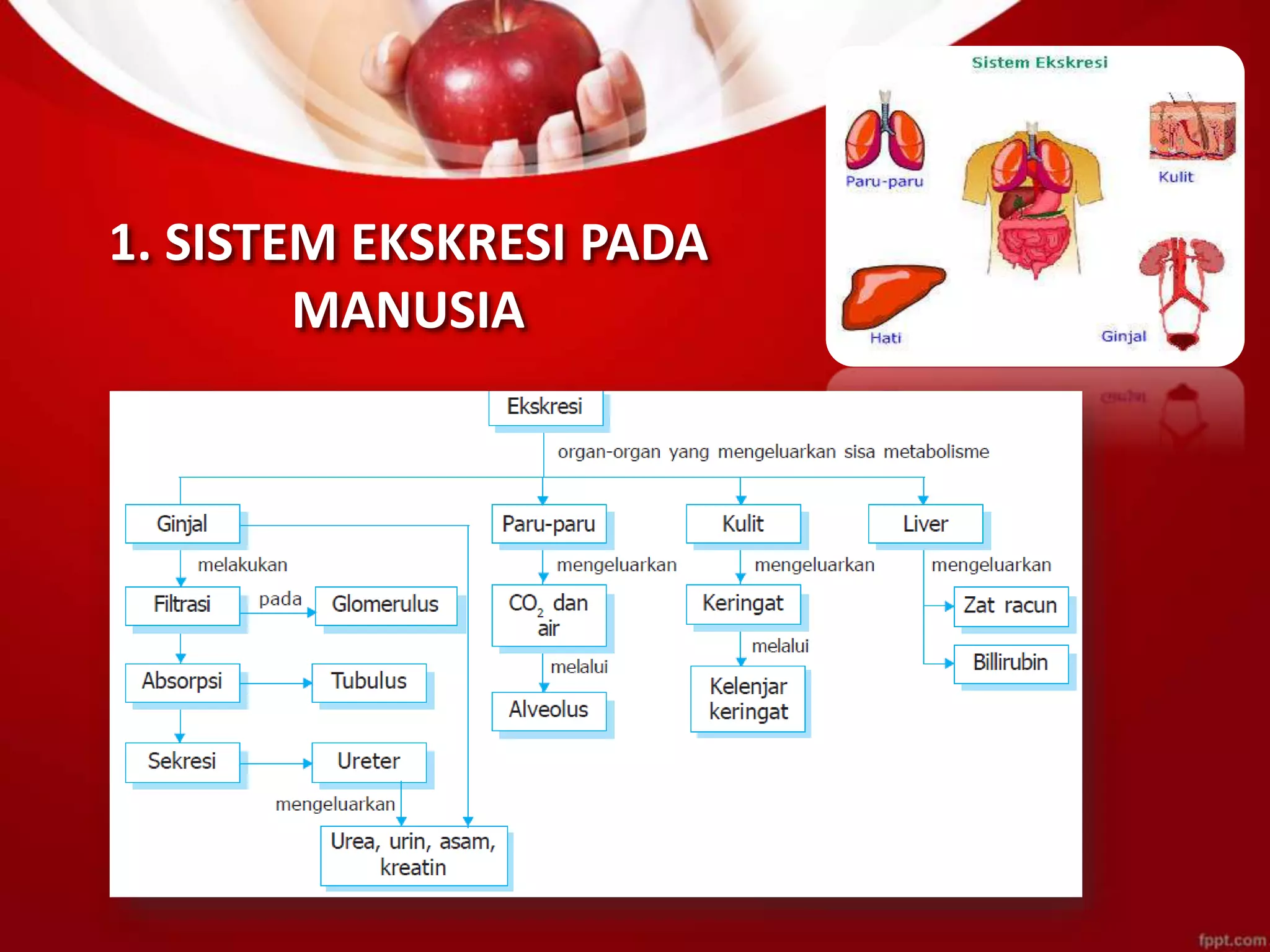 Ppt sistem ekskresi sma lengkap pptx