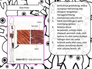 Otot Polos

1.

2.
3.
4.

5.

bentuknya gelondong, kedua
ujungnya meruncing dan
dibagian tengahnya
menggelembung.
mempunyai satu inti sel.
tidak memiliki garis-garis
melintang (polos).
bekerja diluar
kesadaran, artinya tidak
dibawah perintah otak, oleh
karena itu otot polos disebut
sebagai otot tak sadar.
terletak pada otot usus, otot
saluran peredaran darah
otot saluran kemih, dll.

 