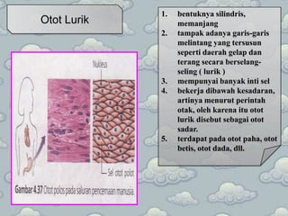 Otot Lurik

1.
2.

3.
4.

5.

bentuknya silindris,
memanjang
tampak adanya garis-garis
melintang yang tersusun
seperti daerah gelap dan
terang secara berselangseling ( lurik )
mempunyai banyak inti sel
bekerja dibawah kesadaran,
artinya menurut perintah
otak, oleh karena itu otot
lurik disebut sebagai otot
sadar.
terdapat pada otot paha, otot
betis, otot dada, dll.

 