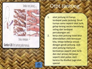 Otot Jantung
1.

2.

otot jantung ini hanya
terdapat pada jantung. Struk
turnya sama seperti otot lurik,
gelap terang secara berselang
seling dan terdapat
percabangan sel.
kerja otot jantung tidak bisa
dikendalikan oleh kemauan
kita, tetapi bekerja sesuai
dengan gerak jantung. Jadi
otot jantung menurut
bentuknya seperti otot lurik
dan dari proses kerjanya
seperti otot polos, oleh
karena itu disebut juga otot
spesial.

 