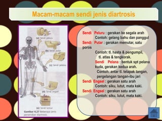 Macam-macam sendi jenis diartrosis
Sendi Peluru : gerakan ke segala arah
Contoh: gelang bahu dan panggul
Sendi Putar : gerakan memutar, satu
poros
Contoh: tl. hasta & pengumpil,
tl. atlas & tengkorak.
Sendi Pelana : bentuk spt pelana
kuda, gerakan kedua arah.
Contoh: antar tl. telapak tangan,
pergelangan tangan-ibu jari
Sendi Engsel : gerakan satu arah
Contoh: siku, lutut, mata kaki.
Sendi Engsel : gerakan satu arah
Contoh: siku, lutut, mata kaki.

 