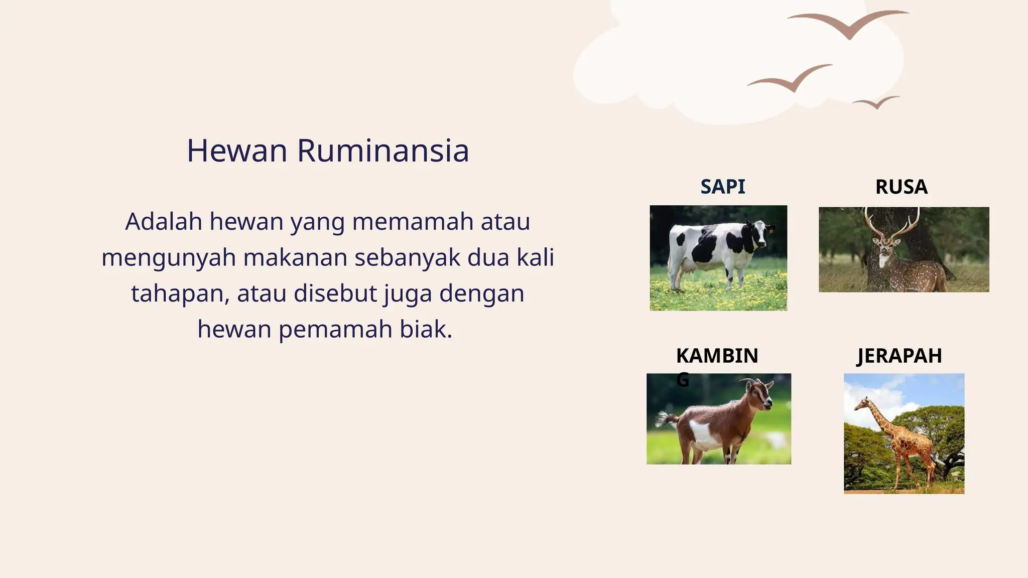 Sapi Ruminansia PPT_Sistem_pencernaan_ruminansia Kel5.pptx