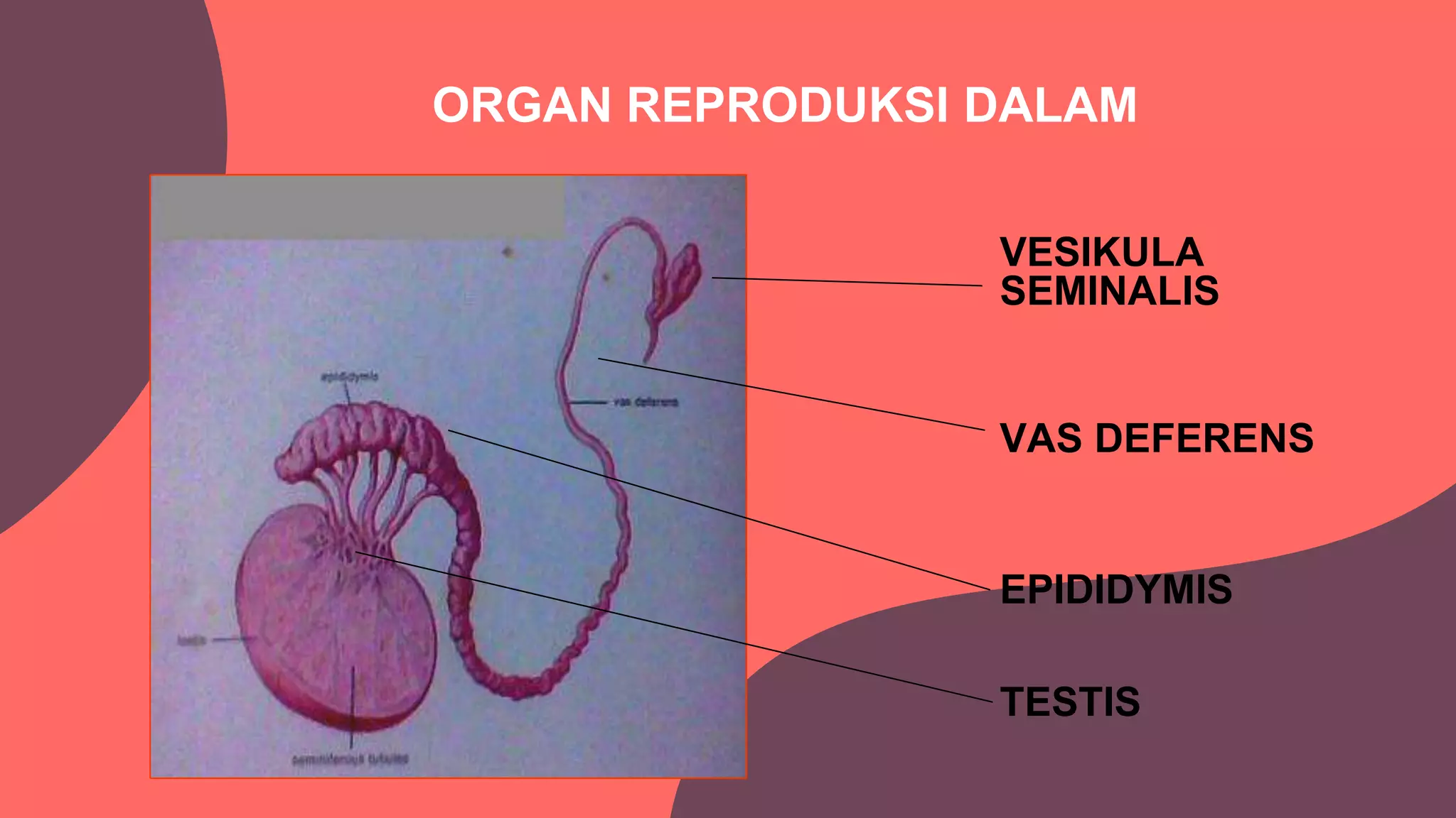 Ppt sistem reproduksi pria kel 4 PPTX