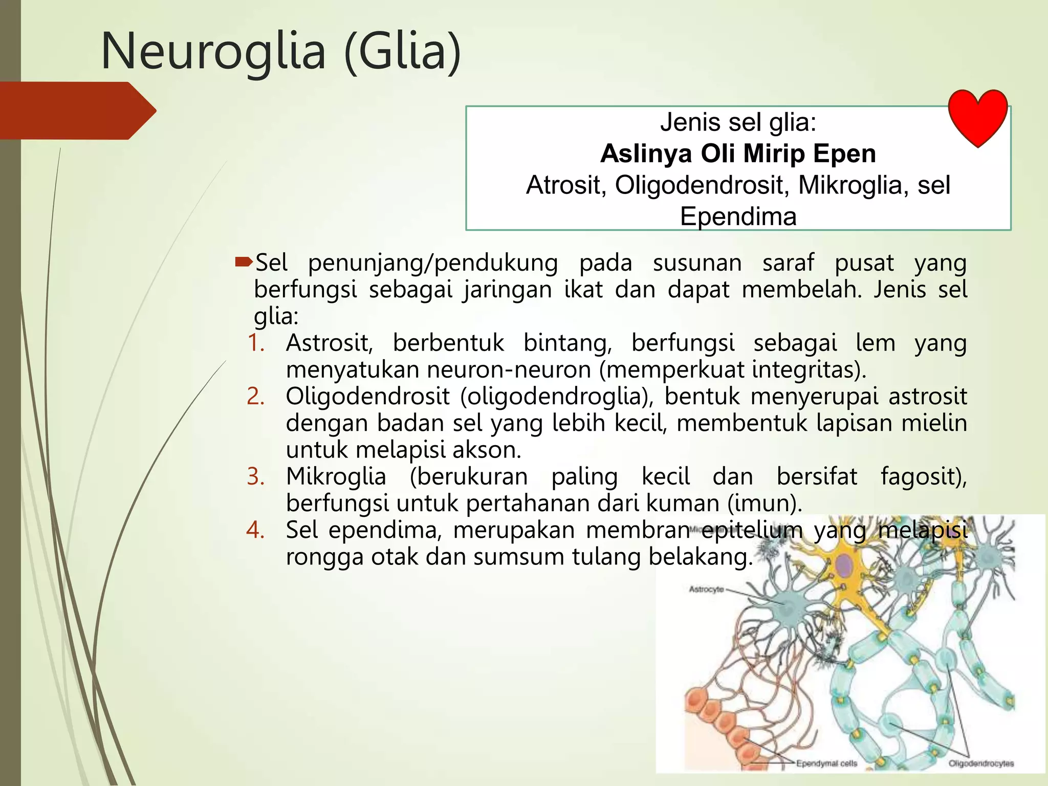 Neuroglia (Glia)
Sel penunjang/pendukung pada susunan saraf pusat yang
berfungsi sebagai jaringan ikat dan dapat membelah. Jenis sel
glia:
1. Astrosit, berbentuk bintang, berfungsi sebagai lem yang
menyatukan neuron-neuron (memperkuat integritas).
2. Oligodendrosit (oligodendroglia), bentuk menyerupai astrosit
dengan badan sel yang lebih kecil, membentuk lapisan mielin
untuk melapisi akson.
3. Mikroglia (berukuran paling kecil dan bersifat fagosit),
berfungsi untuk pertahanan dari kuman (imun).
4. Sel ependima, merupakan membran epitelium yang melapisi
rongga otak dan sumsum tulang belakang.
Jenis sel glia:
Aslinya Oli Mirip Epen
Atrosit, Oligodendrosit, Mikroglia, sel
Ependima
 