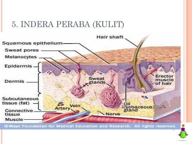 Ppt sistem sensori
