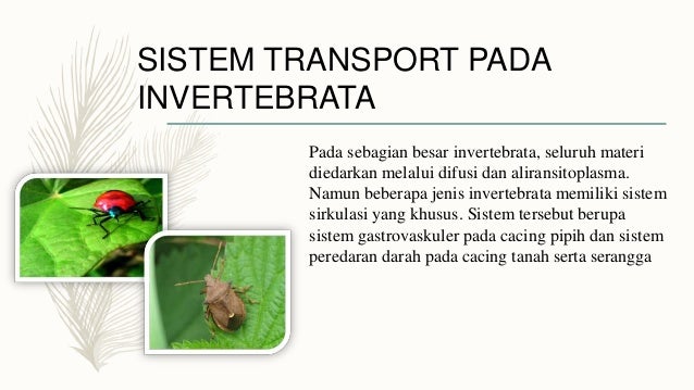 Sistem Transport Pada Hewan