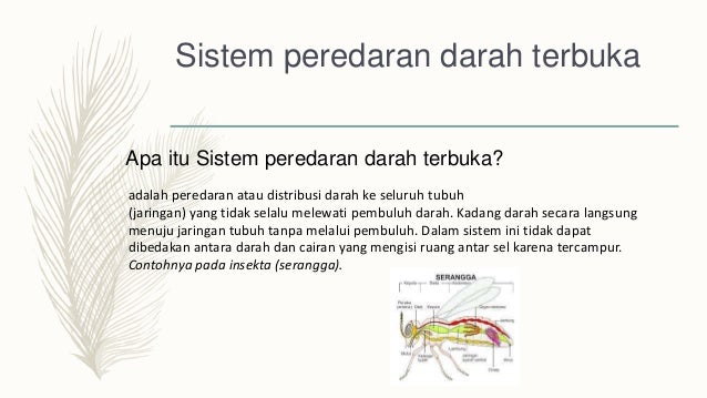 Sistem Transport pada Hewan Sistem Transport pada Hewan
