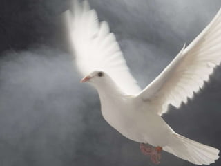 Songs of Freedom