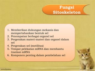 Fungsi
Sitoskeleton
1. Memberikan dukungan mekanis dan
mempertahankan bentuk sel
2. Penempatan berbagai organel sel
3. Pergerakan materi-materi dan organel dalam
sel
4. Pergerakan sel (motilitas)
5. Tempat pelekatan mRNA dan membantu
tranlasi mRNA
6. Komponen penting dalam pembelahan sel
 