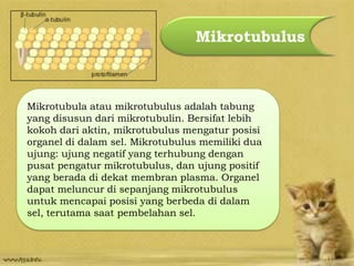 Mikrotubulus
Mikrotubula atau mikrotubulus adalah tabung
yang disusun dari mikrotubulin. Bersifat lebih
kokoh dari aktin, mikrotubulus mengatur posisi
organel di dalam sel. Mikrotubulus memiliki dua
ujung: ujung negatif yang terhubung dengan
pusat pengatur mikrotubulus, dan ujung positif
yang berada di dekat membran plasma. Organel
dapat meluncur di sepanjang mikrotubulus
untuk mencapai posisi yang berbeda di dalam
sel, terutama saat pembelahan sel.
 