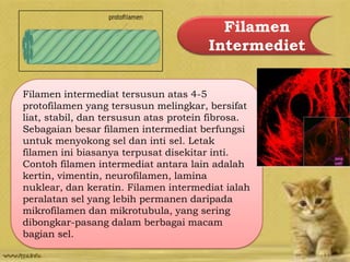 Filamen
Intermediet
Filamen intermediat tersusun atas 4-5
protofilamen yang tersusun melingkar, bersifat
liat, stabil, dan tersusun atas protein fibrosa.
Sebagaian besar filamen intermediat berfungsi
untuk menyokong sel dan inti sel. Letak
filamen ini biasanya terpusat disekitar inti.
Contoh filamen intermediat antara lain adalah
kertin, vimentin, neurofilamen, lamina
nuklear, dan keratin. Filamen intermediat ialah
peralatan sel yang lebih permanen daripada
mikrofilamen dan mikrotubula, yang sering
dibongkar-pasang dalam berbagai macam
bagian sel.
 