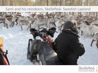 Sami and his reindeers, Skellefteå- Swedish Lapland
 