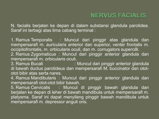 N. facialis berjalan ke depan di dalam substansi glandula parotidea.
Saraf ini terbagi atas lima cabang terminal :

1. Ramus Temporalis         : Muncul dari pinggir atas glandula dan
mempersarafi m. auricularis anterior dan superior, venter frontalis m.
occipitofrontalis, m. orbicularis oculi, dan m. corrugators supercilli.
2. Ramus Zygomaticus : Muncul dari pinggir anterior glandula dan
mempersarafi m. orbicularis oculi.
3. Ramus Bucali                    : Muncul dari pinggir anterior glandula
di bawah ductus parotideus dan mempersarafi M. buccinator dan otot-
otot bibir atas serta nares.
4. Ramus Mandibularis : Muncul dari pinggir anterior glandula dan
mempersarafi otot-otot bibir bawah.
5. Ramus Cervicalis        : Muncul di pinggir bawah glandula dan
berjalan ke depan di leher di bawah mandibula untuk mempersarafi m.
platysma. Saraf ini dapat menyilang pinggir bawah mandibula untuk
mempersarafi m. depressor anguli oris.
 