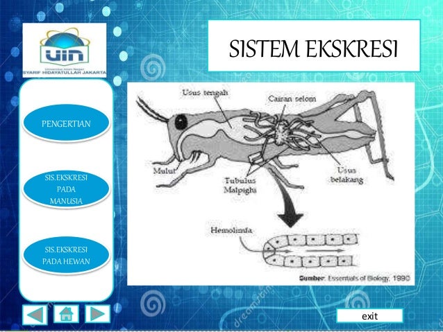 Ppt Sistem Ekskresi Nihayatu Thoyyibah