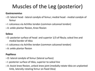 Ppt slides anatomy