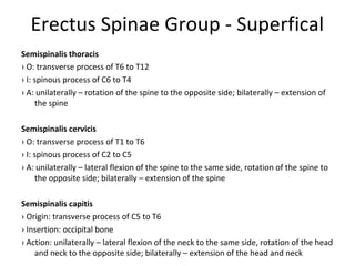 Ppt slides anatomy